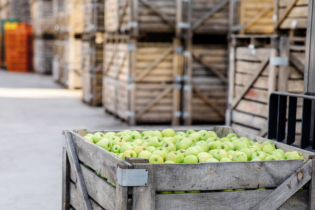 Good harvest of juicy fresh ripe, organic fruits, sale of products, distribution in warehouse through refrigerated shipment. Wooden box full of green big apples in storage on wooden containers background, nobody, free space